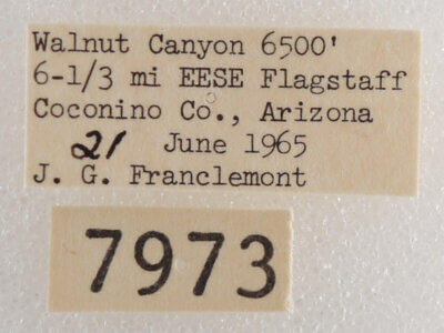 label view of adult Drasteria pallescens