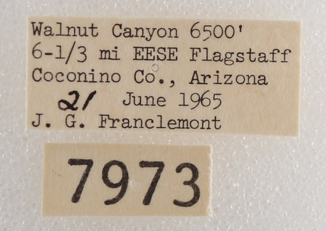label view of adult Drasteria pallescens