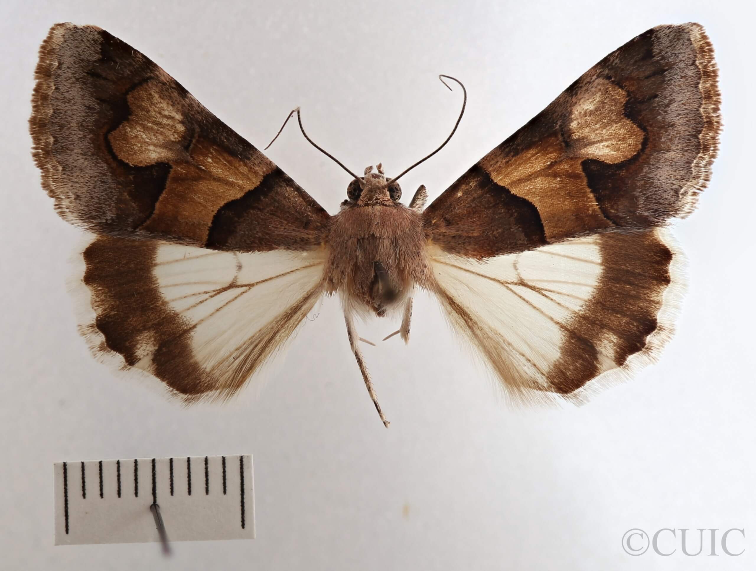 dorsal view of adult Drasteria pallescens