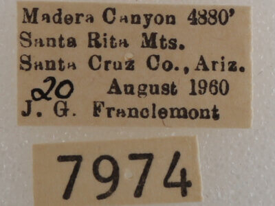 label view of adult Drasteria pallescens