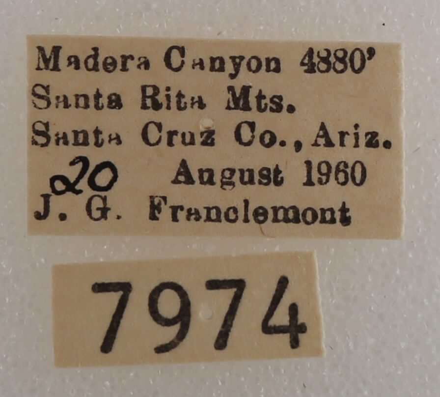 label view of adult Drasteria pallescens