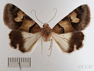 dorsal view of adult Drasteria pallescens