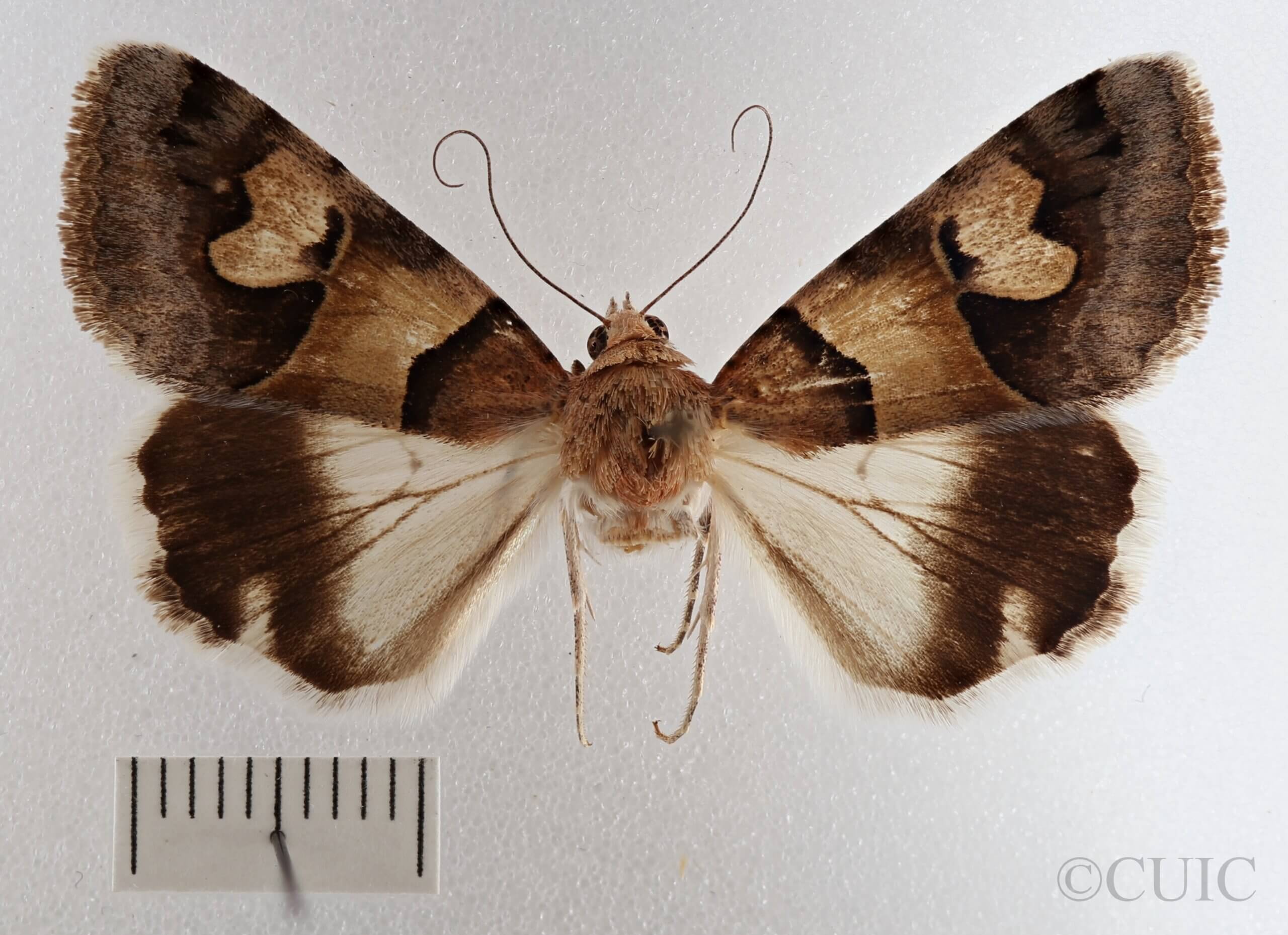 dorsal view of adult Drasteria pallescens