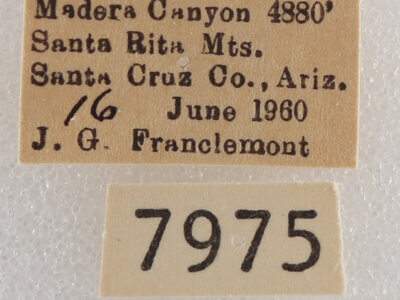 label view of adult Drasteria pallescens