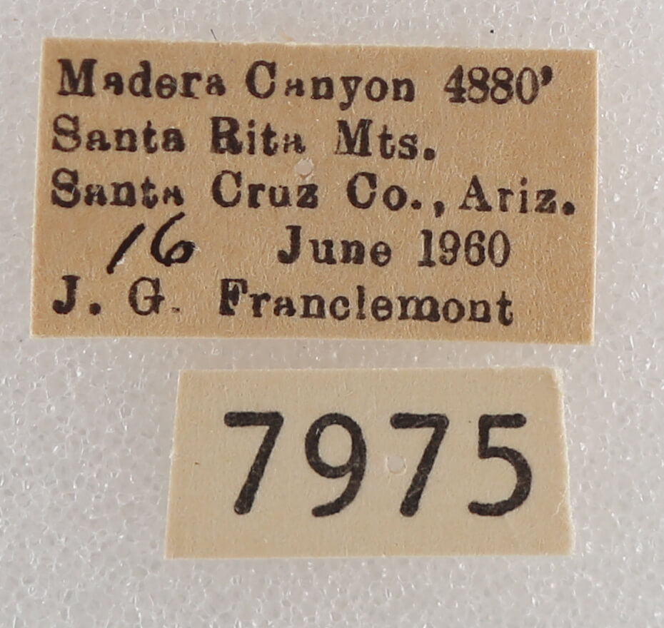 label view of adult Drasteria pallescens
