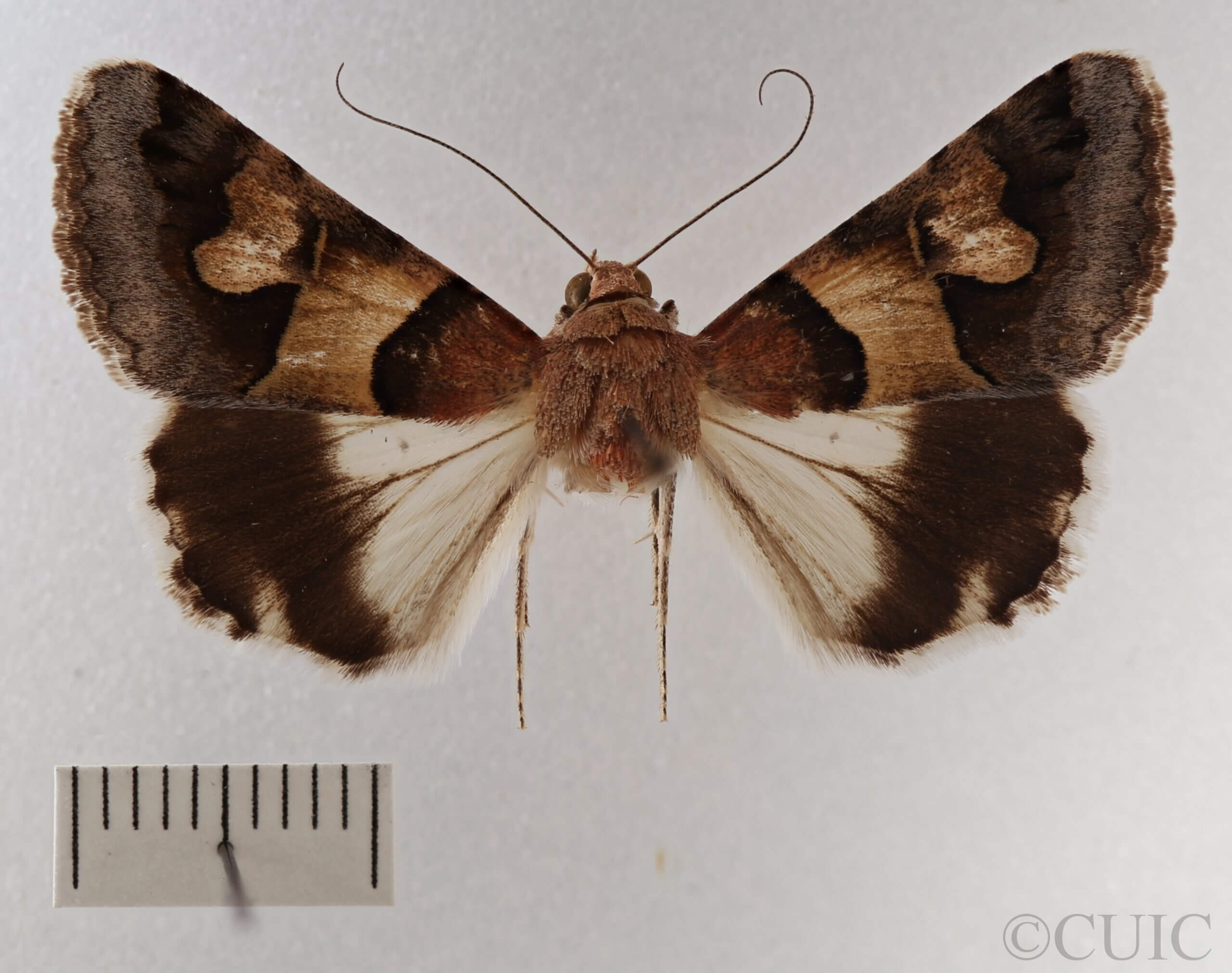 dorsal view of adult Drasteria pallescens