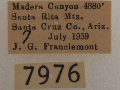 label view of adult Drasteria pallescens