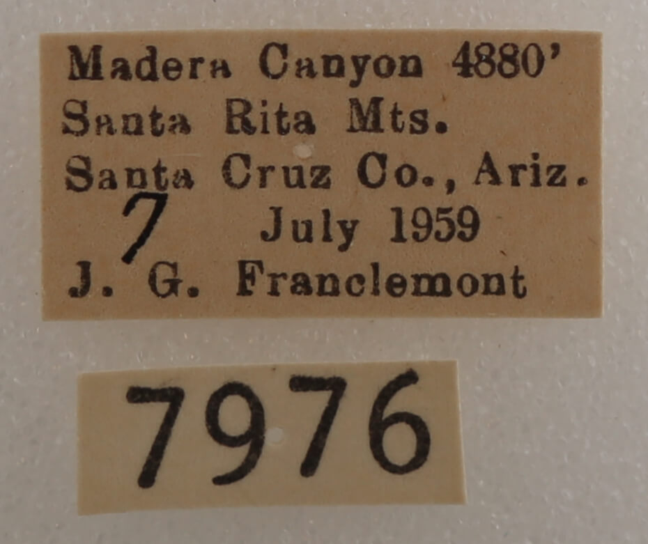 label view of adult Drasteria pallescens