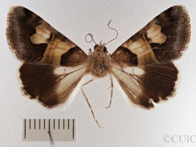 dorsal view of adult Drasteria pallescens