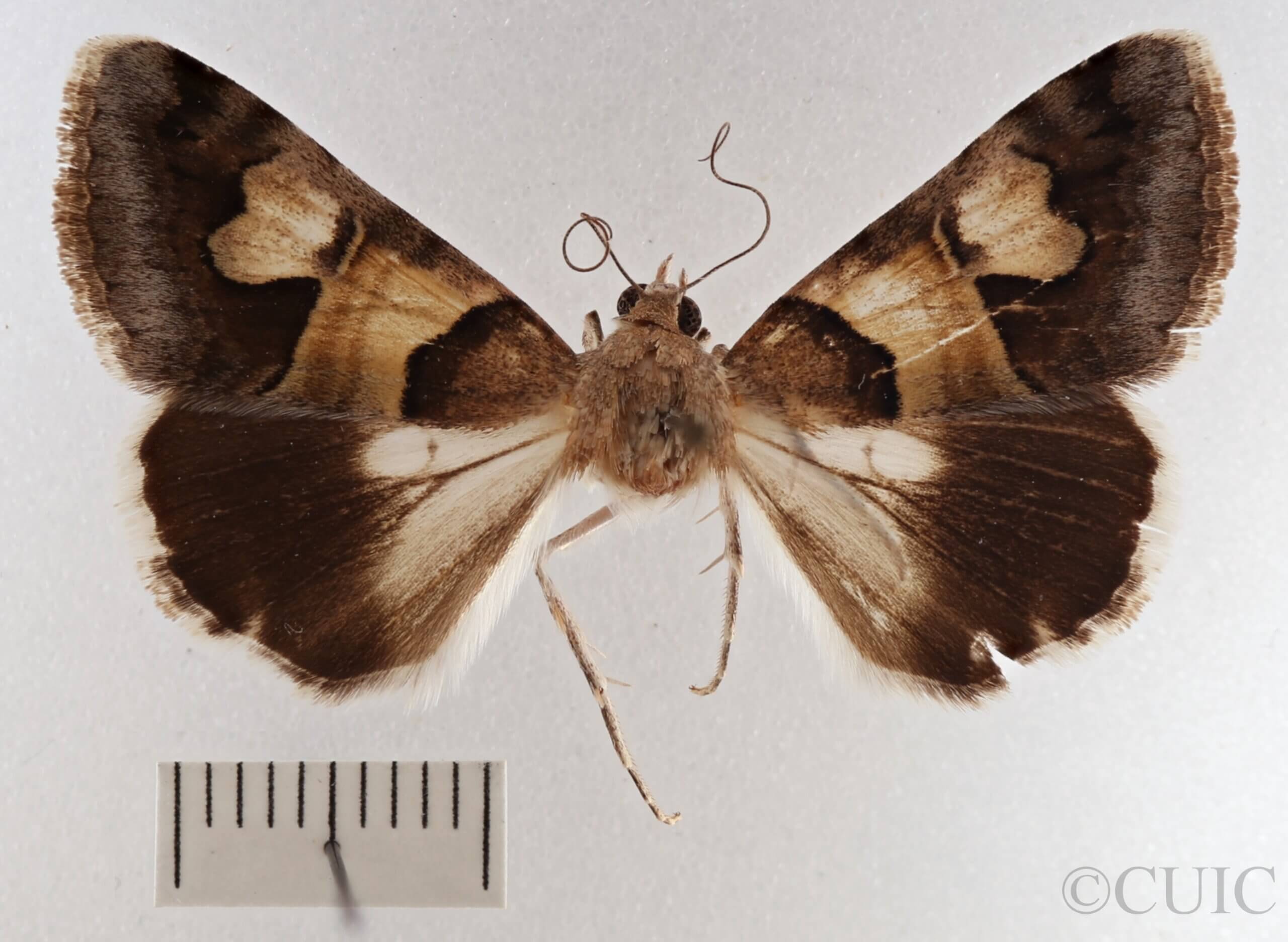 dorsal view of adult Drasteria pallescens