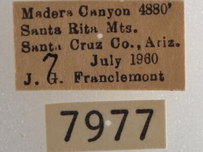 label view of adult Drasteria pallescens