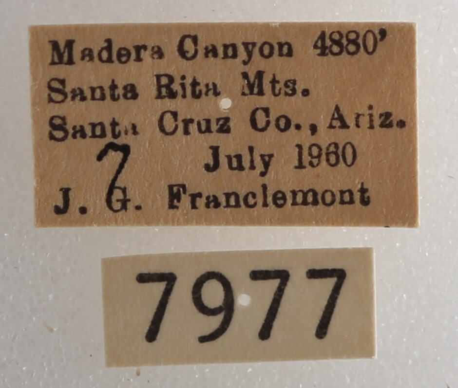 label view of adult Drasteria pallescens
