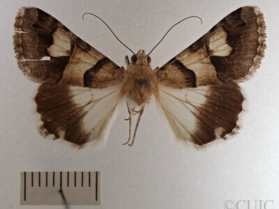 dorsal view of adult Drasteria pallescens