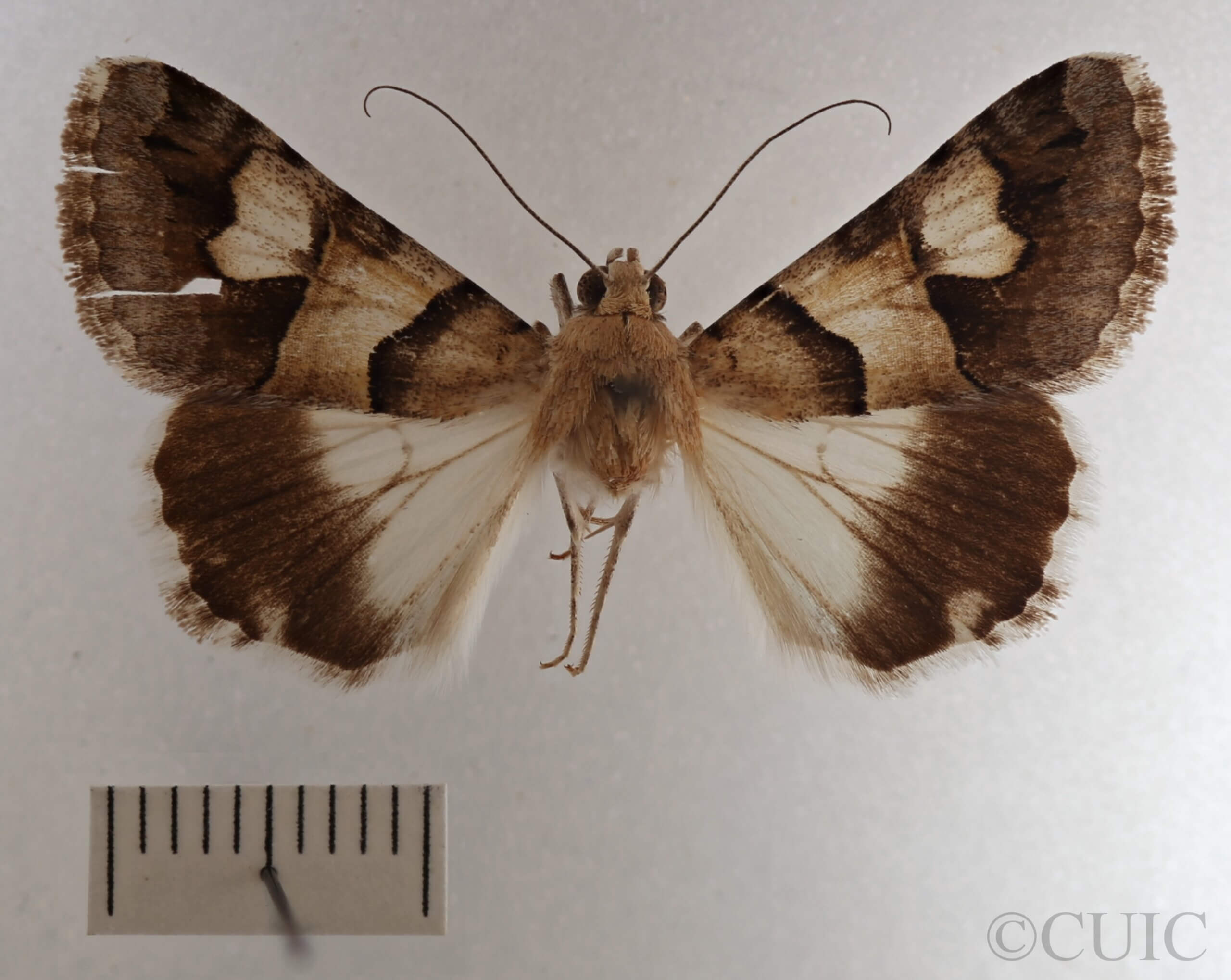dorsal view of adult Drasteria pallescens
