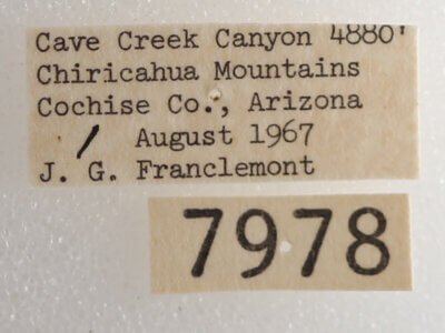 label view of adult Drasteria pallescens