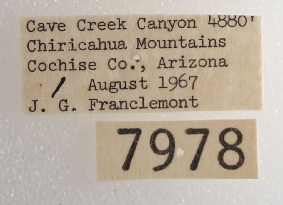 label view of adult Drasteria pallescens