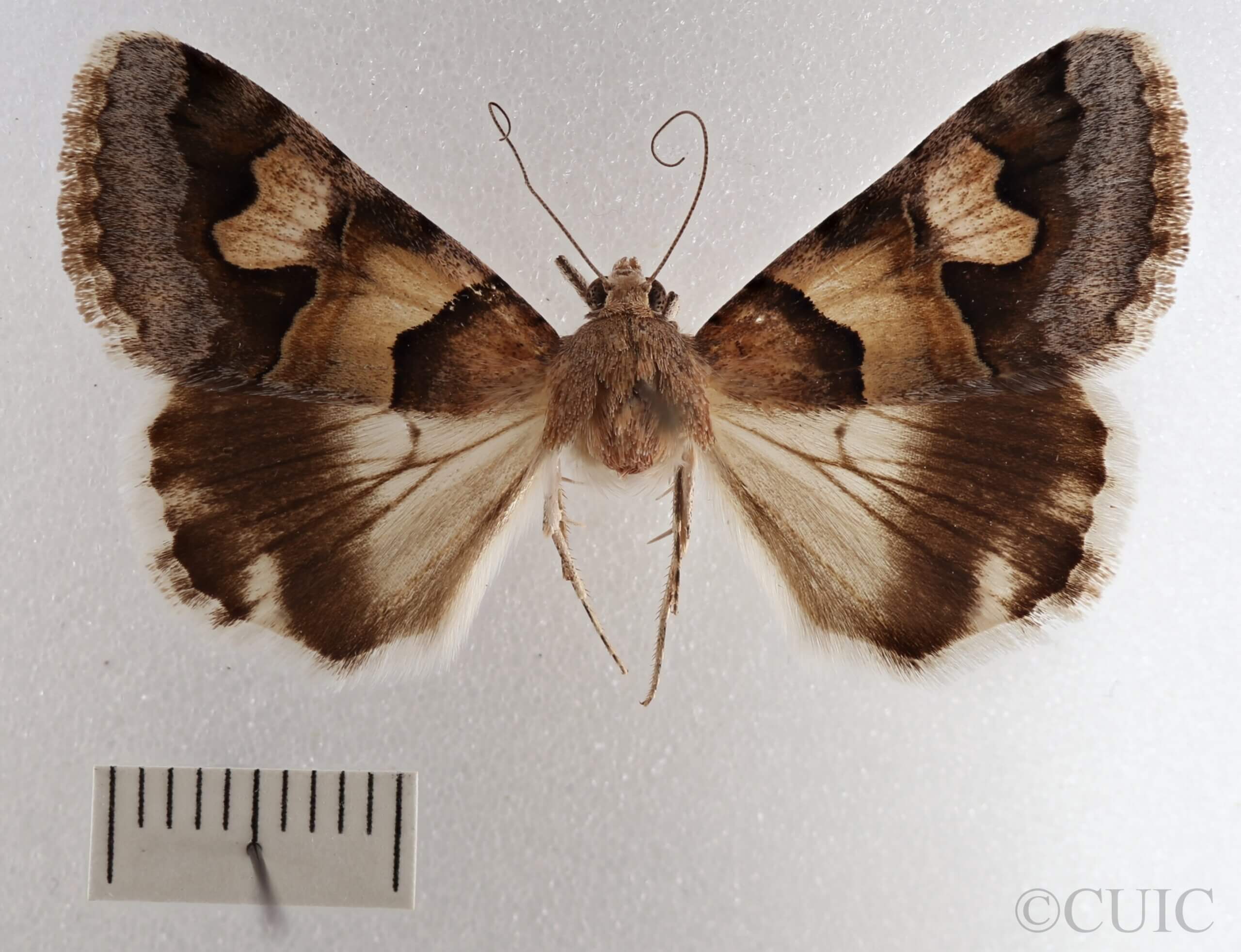 dorsal view of adult Drasteria pallescens