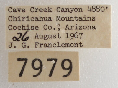 label view of adult Drasteria pallescens