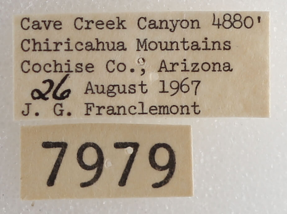 label view of adult Drasteria pallescens