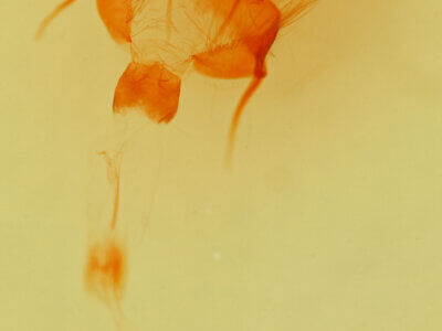 genitalia view of adult Cosmia sp.