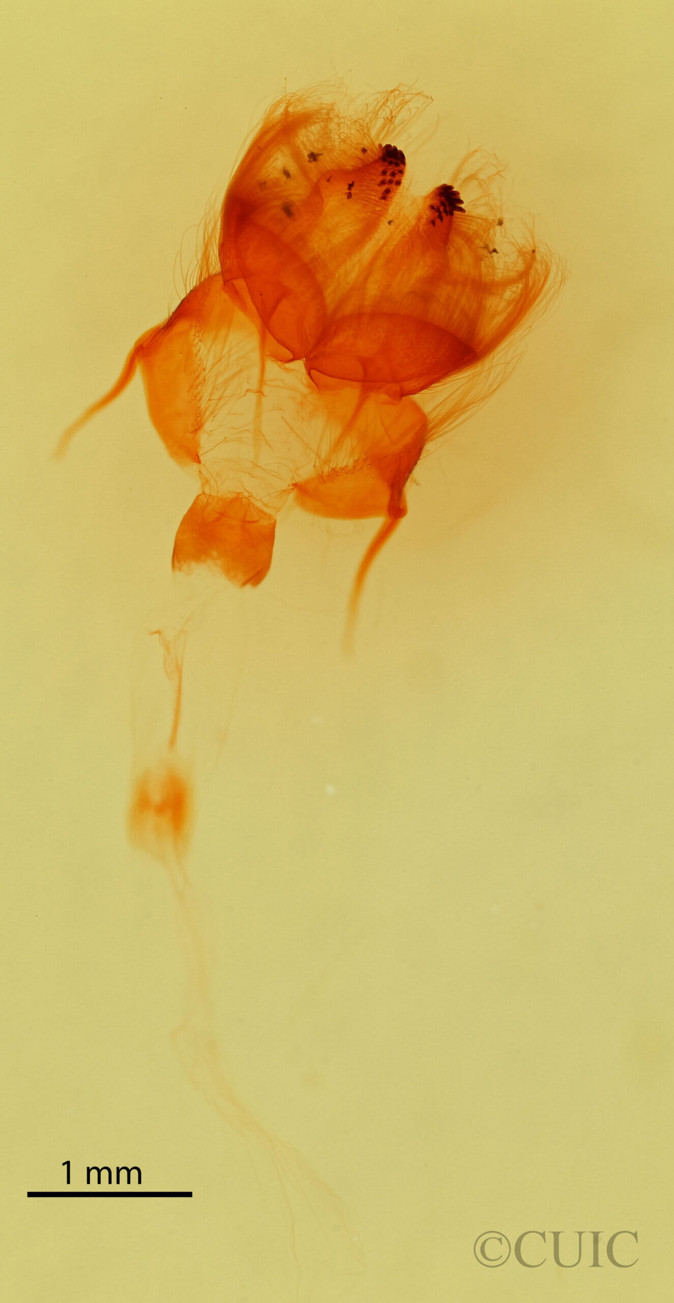 genitalia view of adult Cosmia sp.