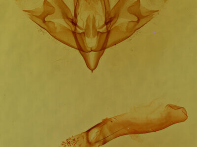 genitalia view of adult Sympistis sp.