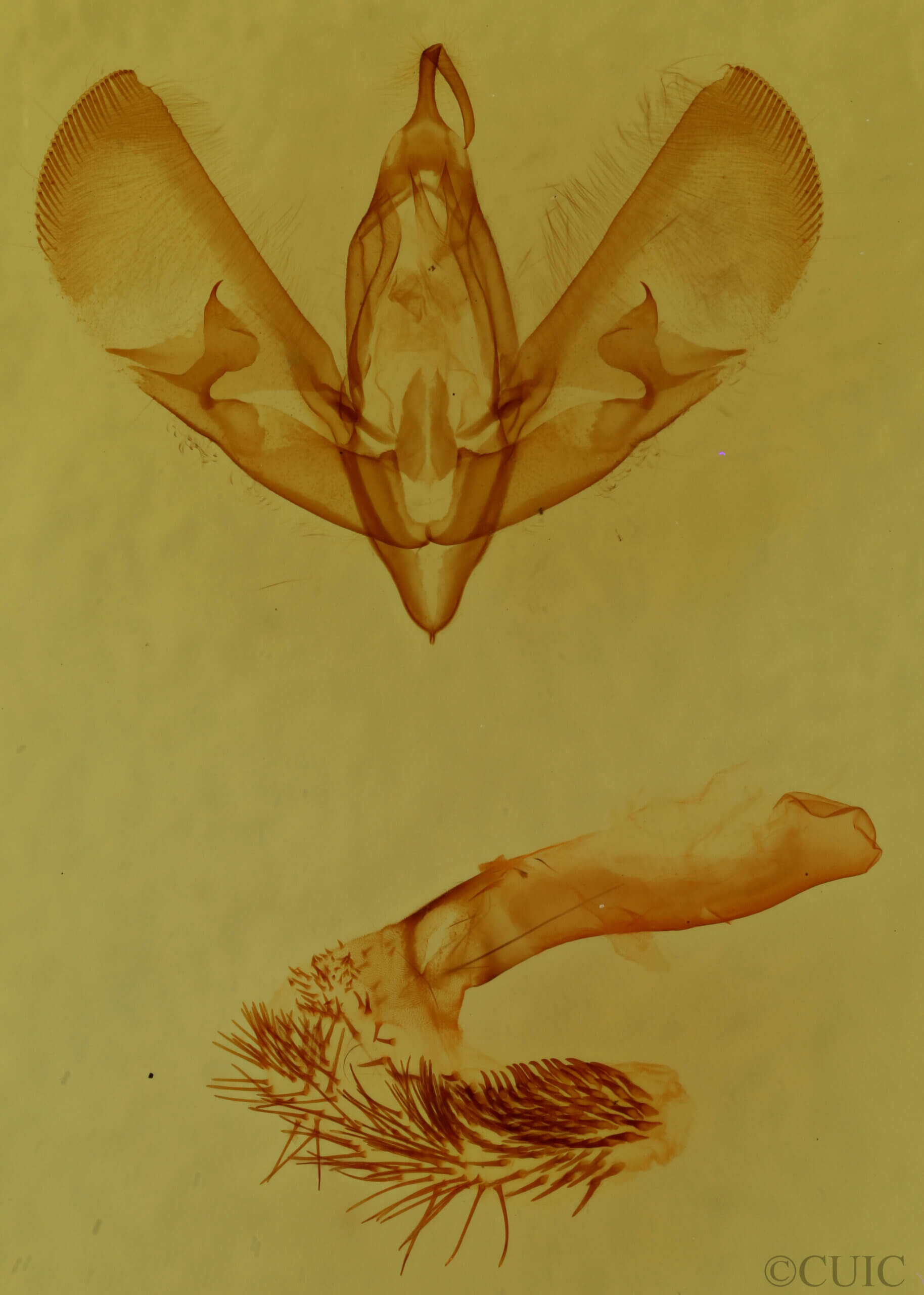 genitalia view of adult Sympistis sp.