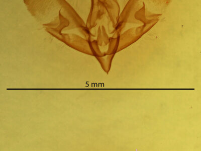 genitalia view of adult Sympistis sp.
