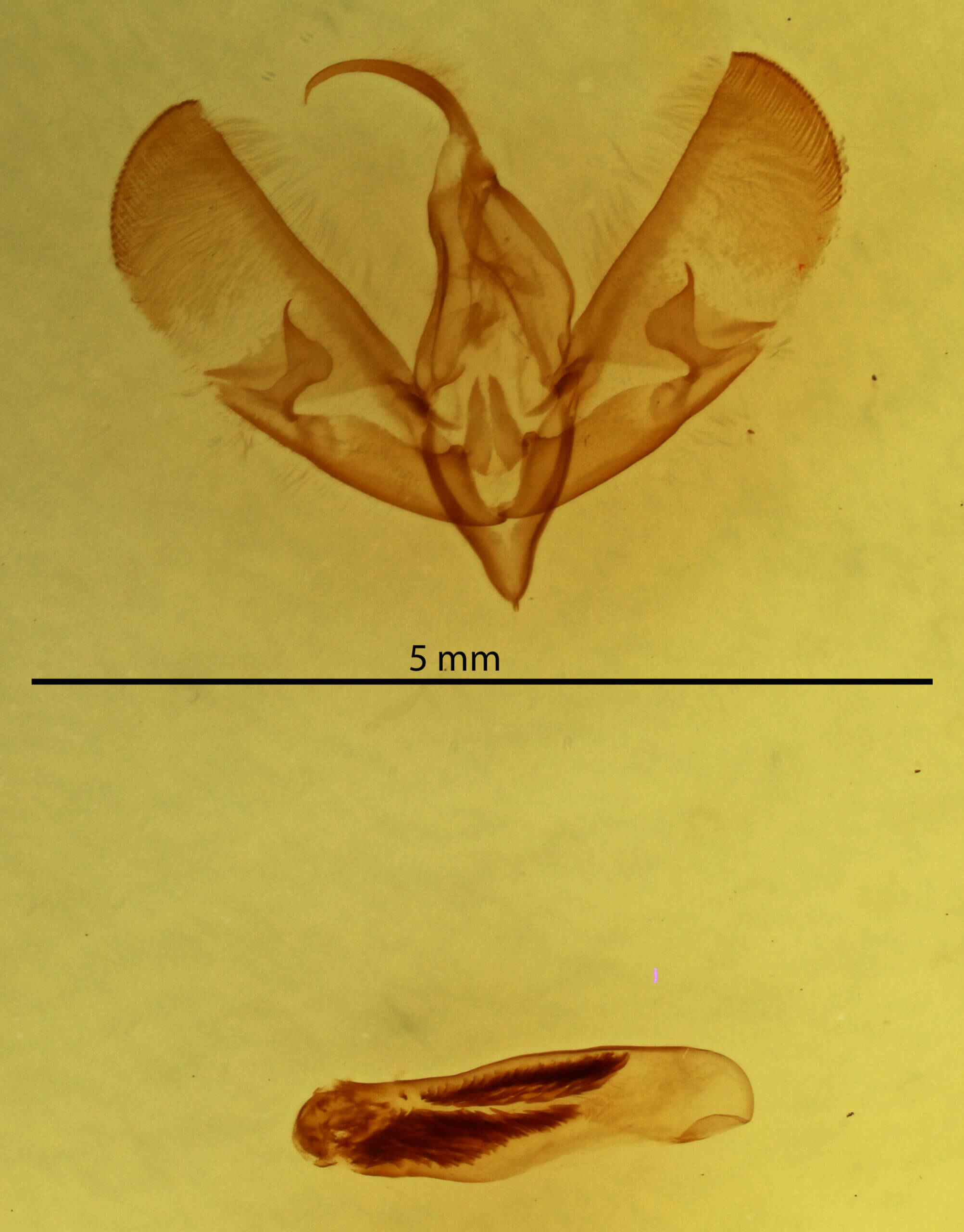 genitalia view of adult Sympistis sp.