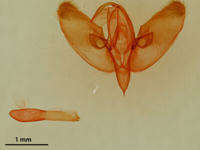 genitalia view of adult Diastema cnossia