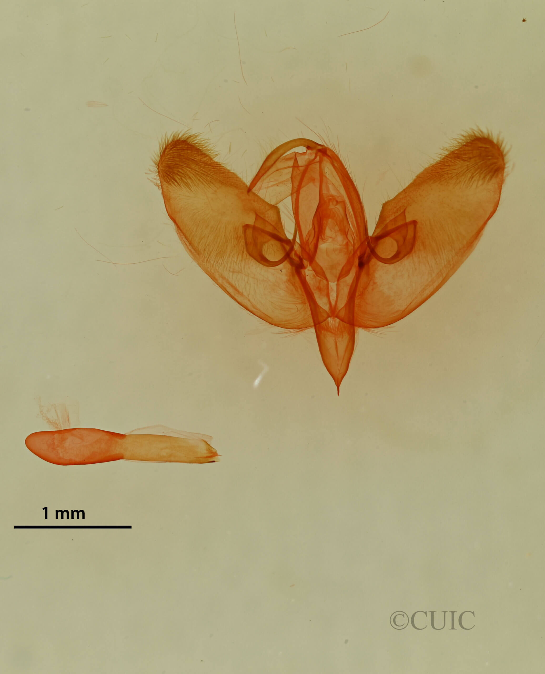 genitalia view of adult Diastema cnossia