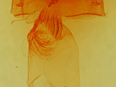 genitalia view of adult Dolocucullia dentilinea?