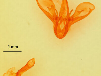 genitalia view of adult Drasteria pallescens