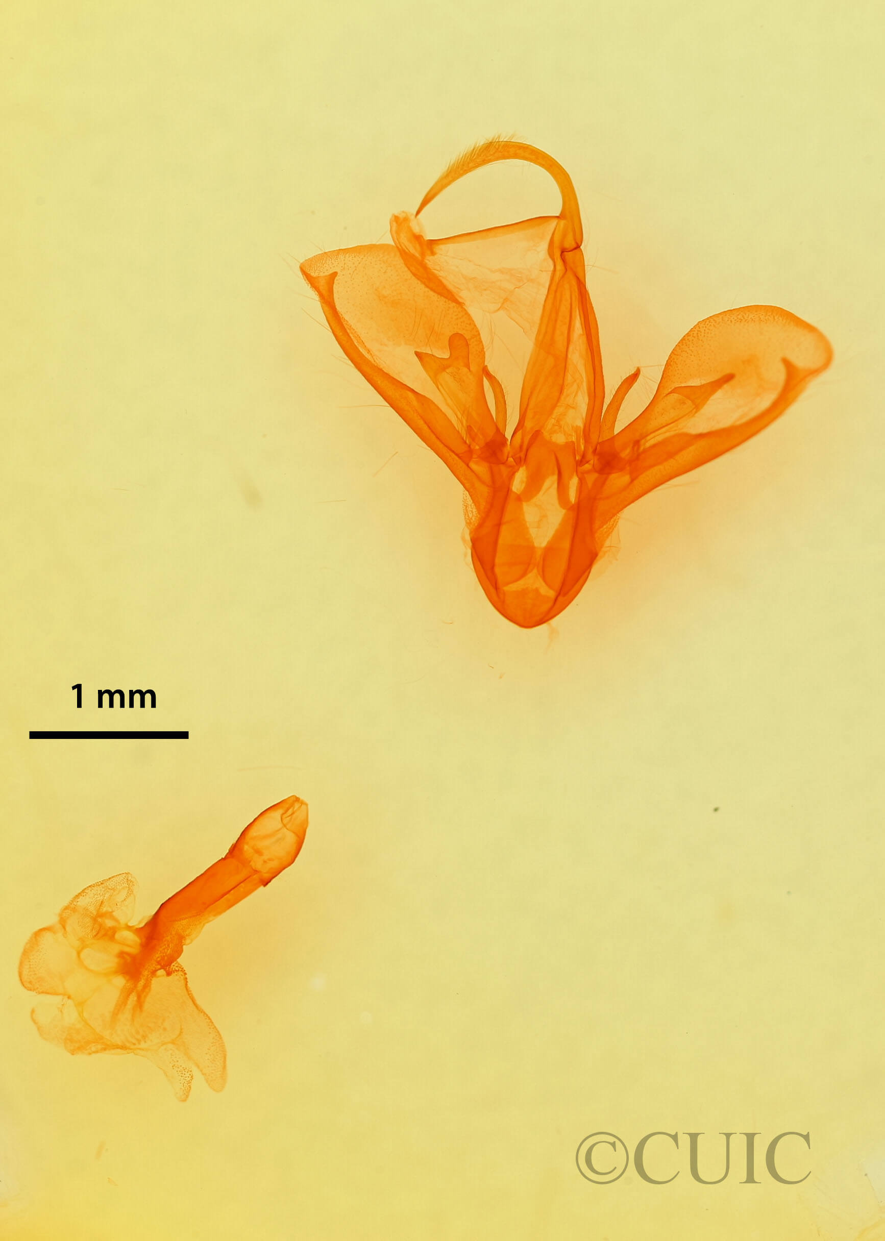genitalia view of adult Drasteria pallescens