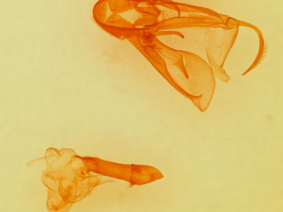 genitalia view of adult Drasteria pallescens