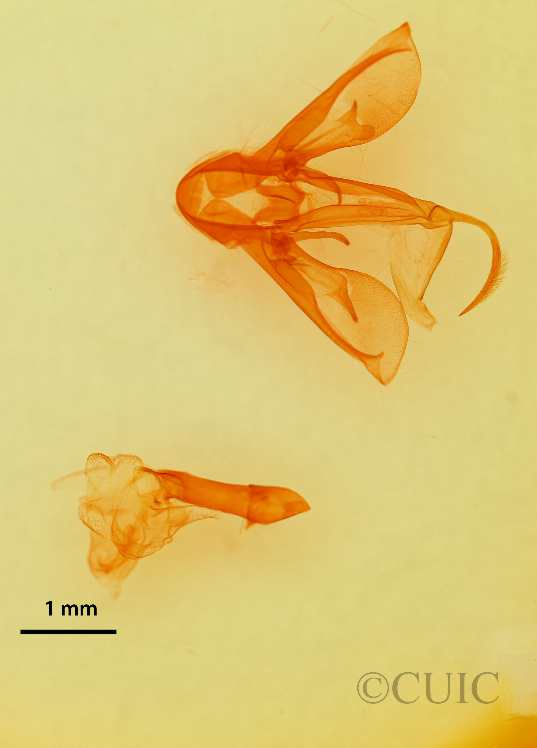 genitalia view of adult Drasteria pallescens