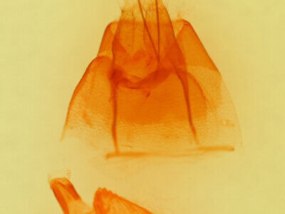 genitalia view of adult Drasteria pallescens