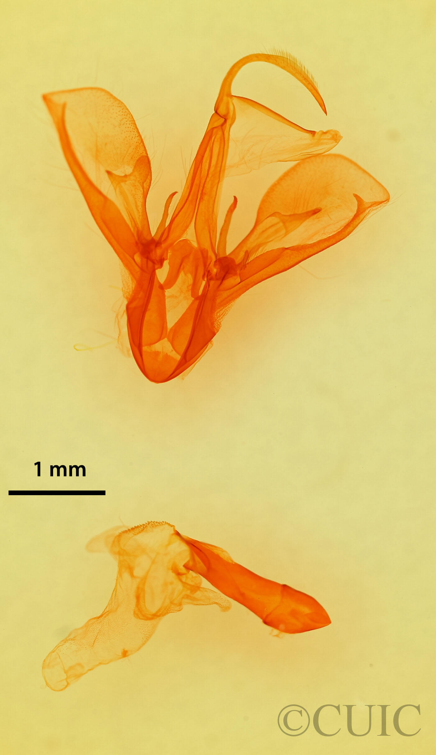 genitalia view of adult Drasteria pallescens