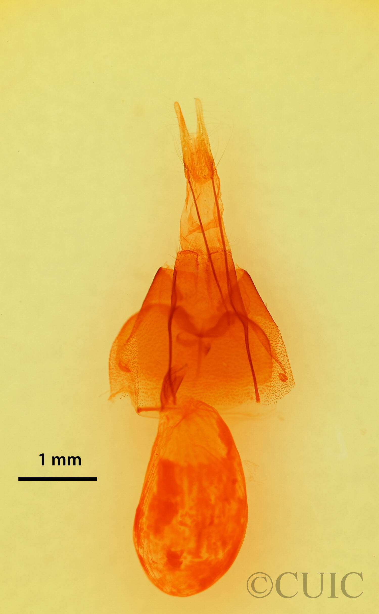 genitalia view of adult Drasteria pallescens