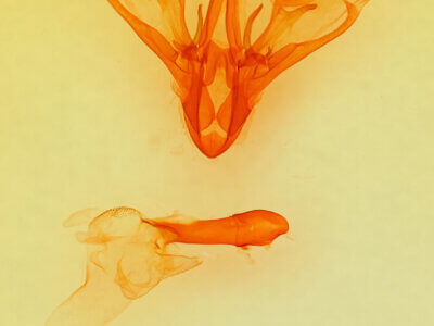 genitalia view of adult Drasteria pallescens