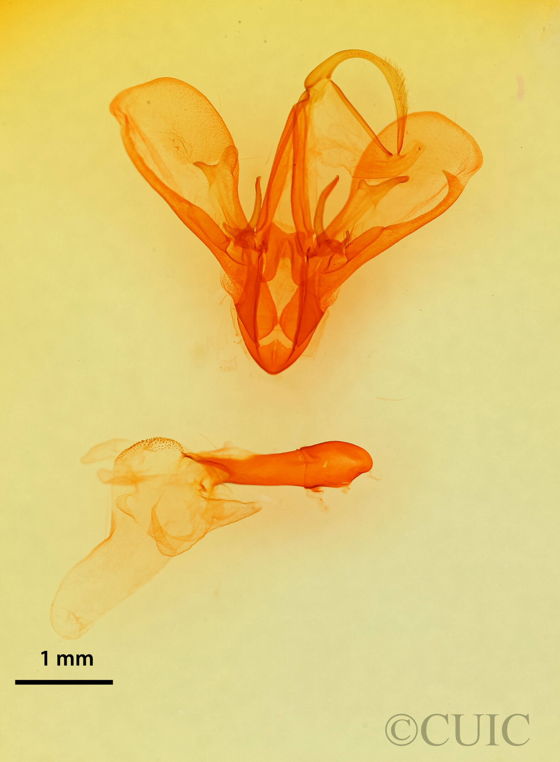 genitalia view of adult Drasteria pallescens