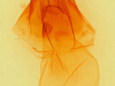 genitalia view of adult Drasteria pallescens