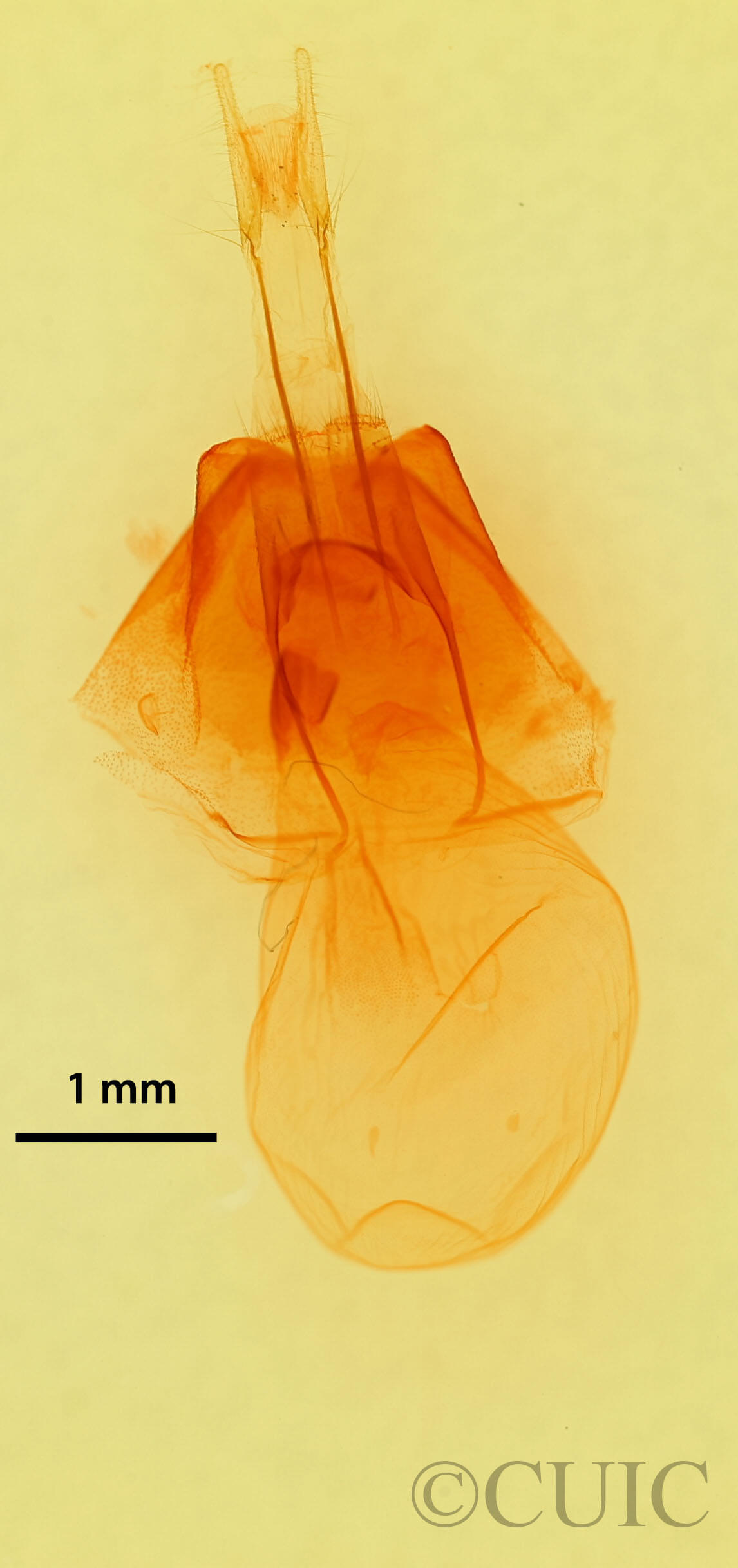 genitalia view of adult Drasteria pallescens
