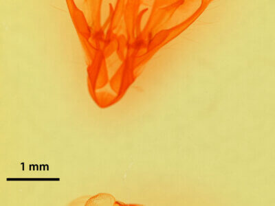 genitalia view of adult Drasteria pallescens