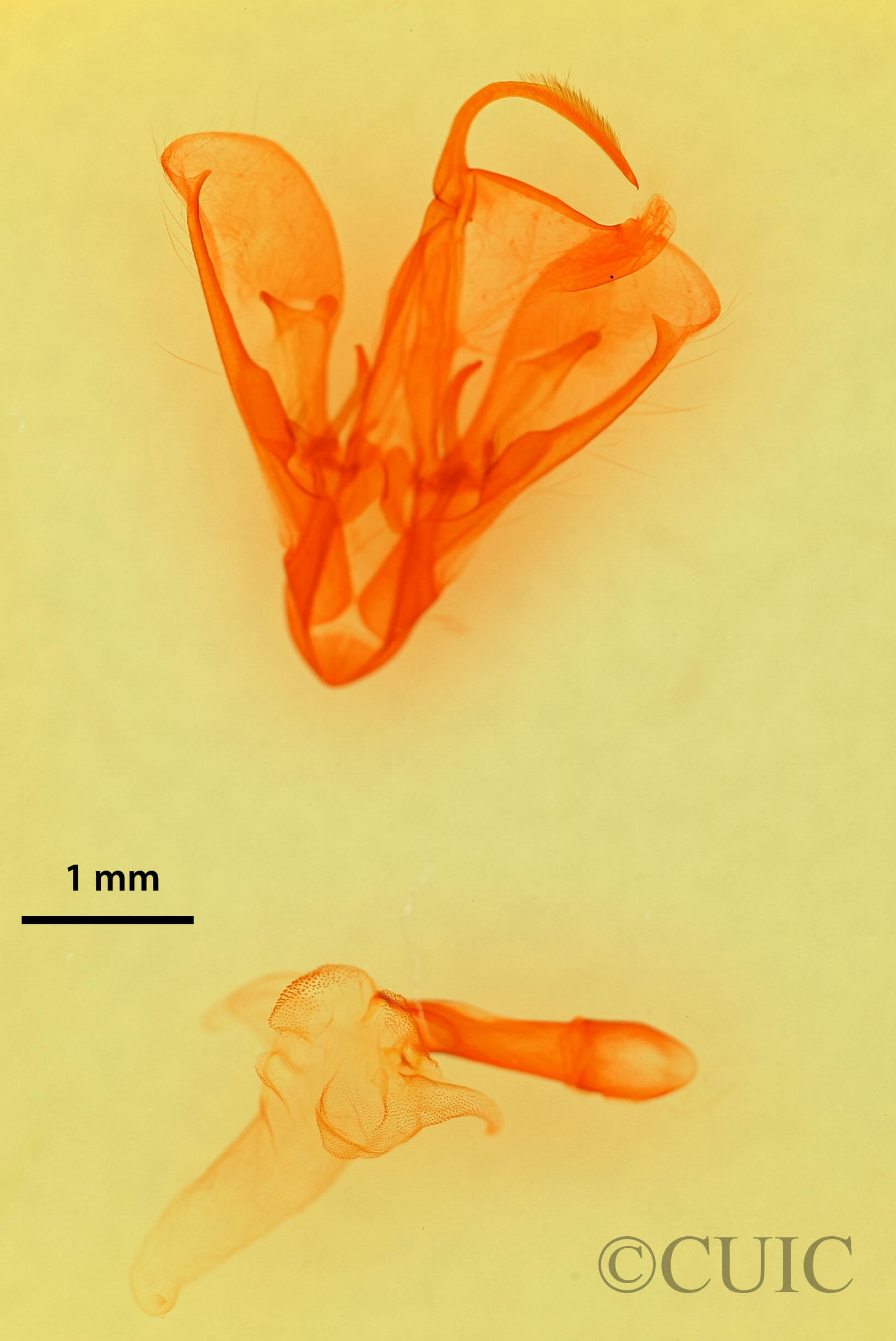 genitalia view of adult Drasteria pallescens