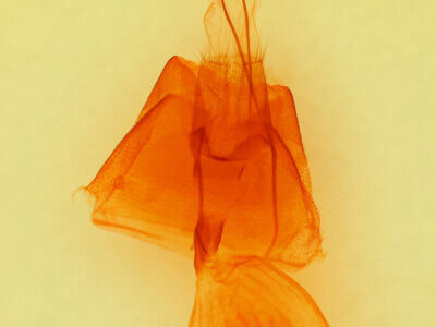 genitalia view of adult Drasteria pallescens