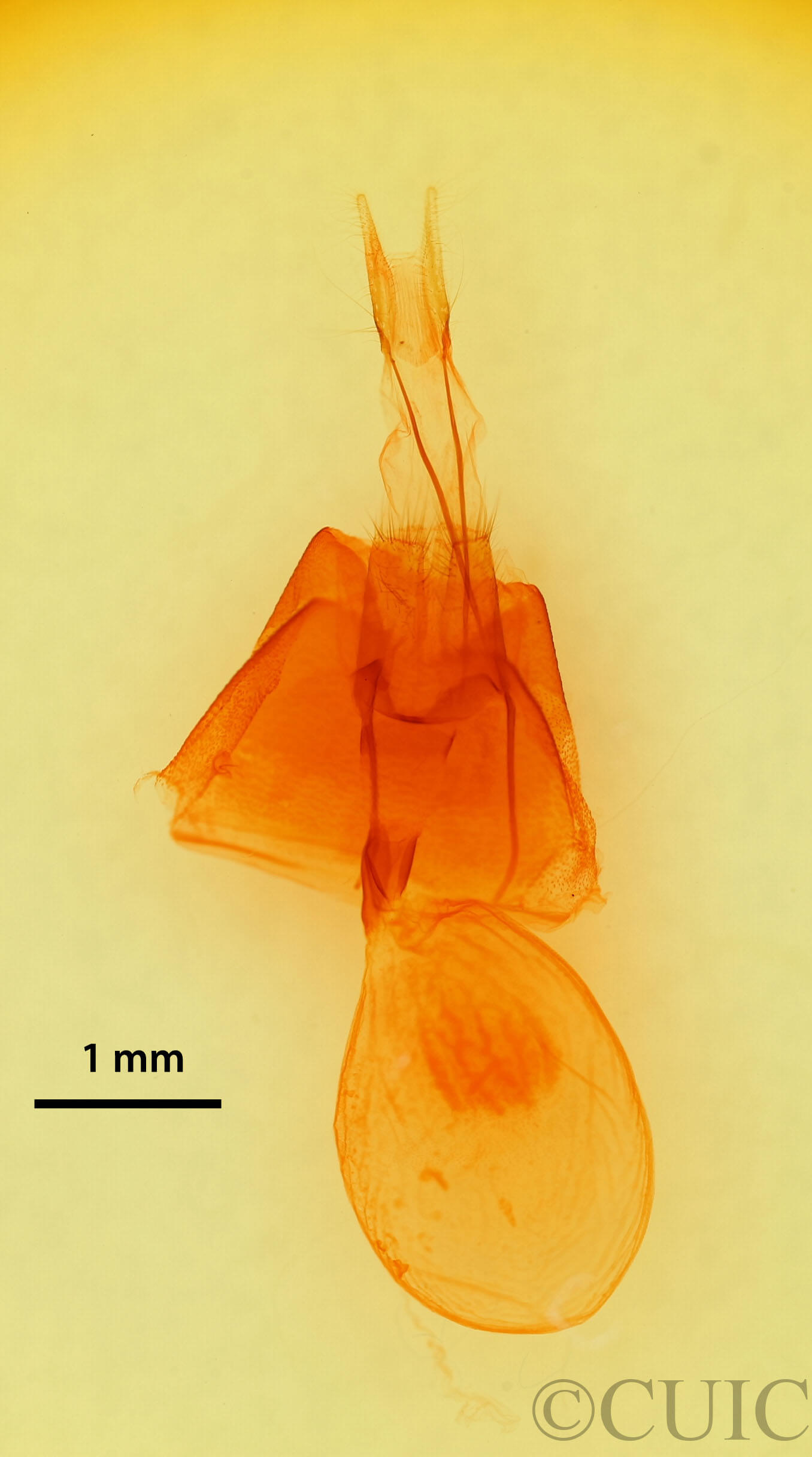 genitalia view of adult Drasteria pallescens