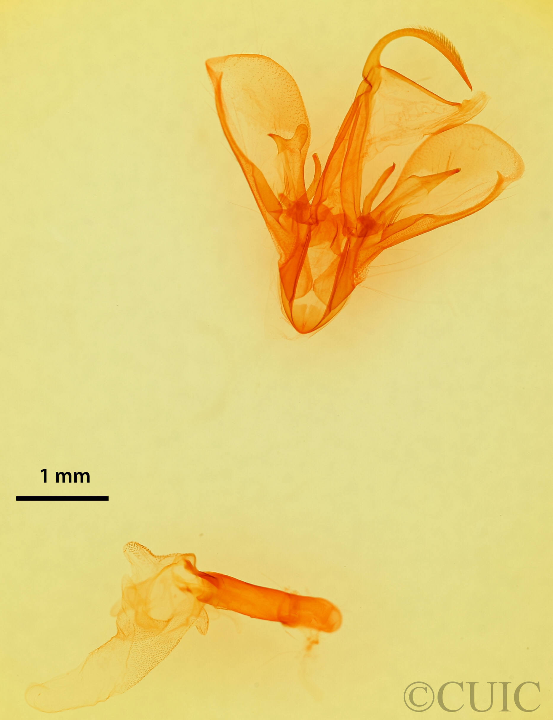 genitalia view of adult Drasteria pallescens
