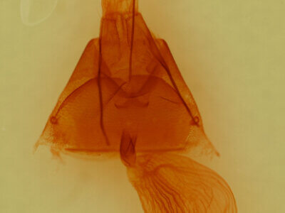 genitalia view of adult Drasteria pallescens