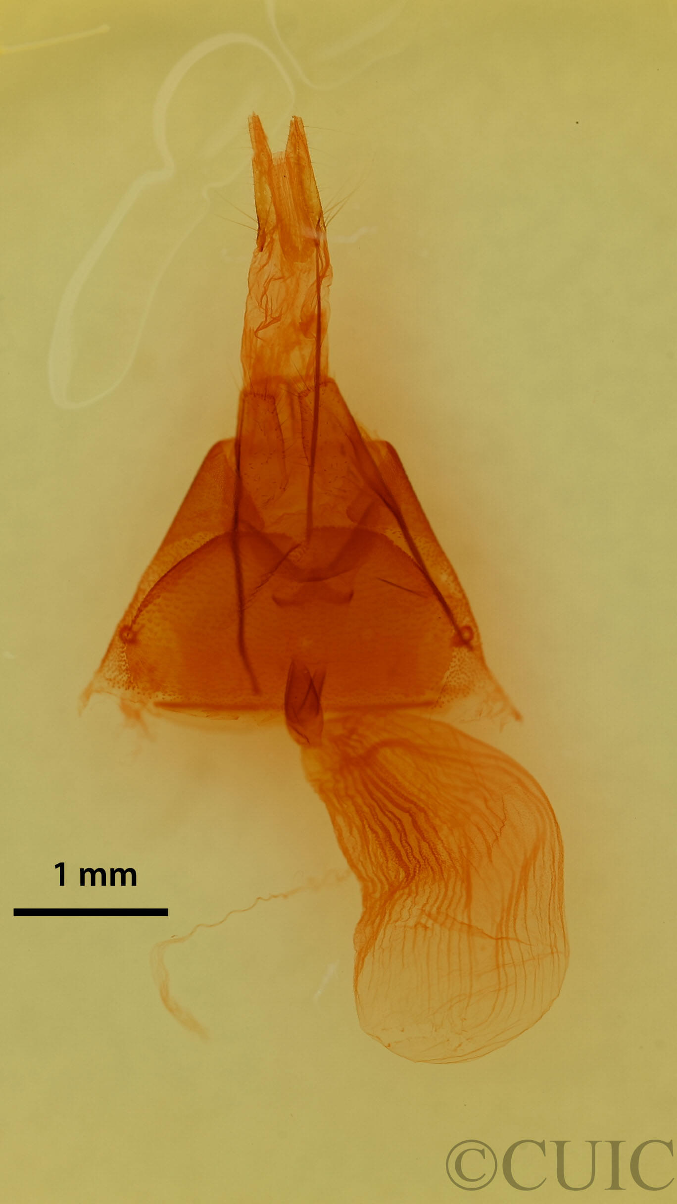 genitalia view of adult Drasteria pallescens
